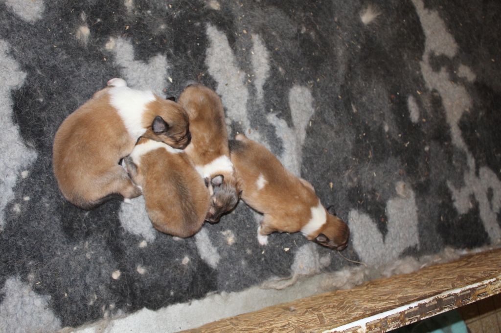 chiot Colley à poil long des cigales Lyristes