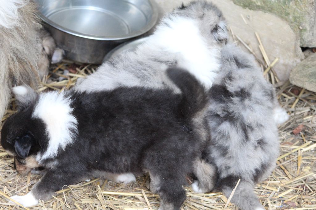 chiot Colley à poil long des cigales Lyristes