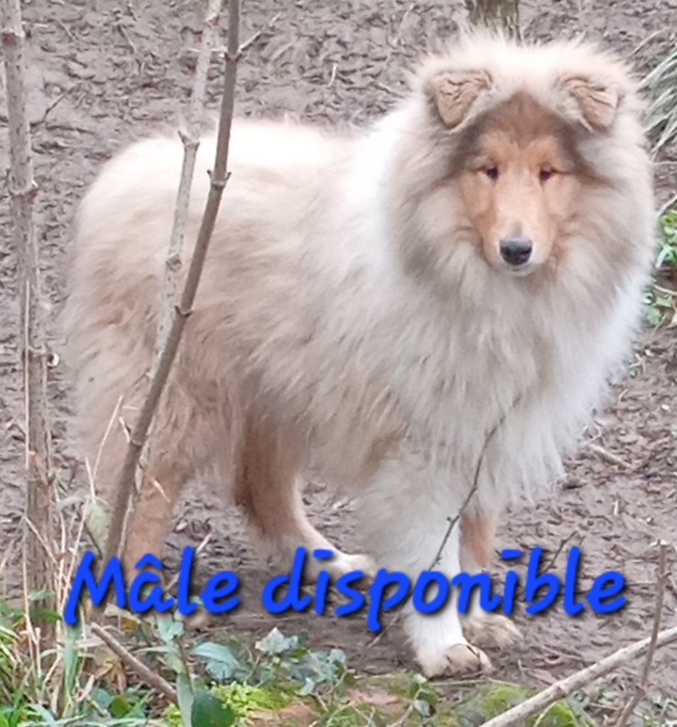 des cigales Lyristes - Chiot disponible  - Colley à poil long