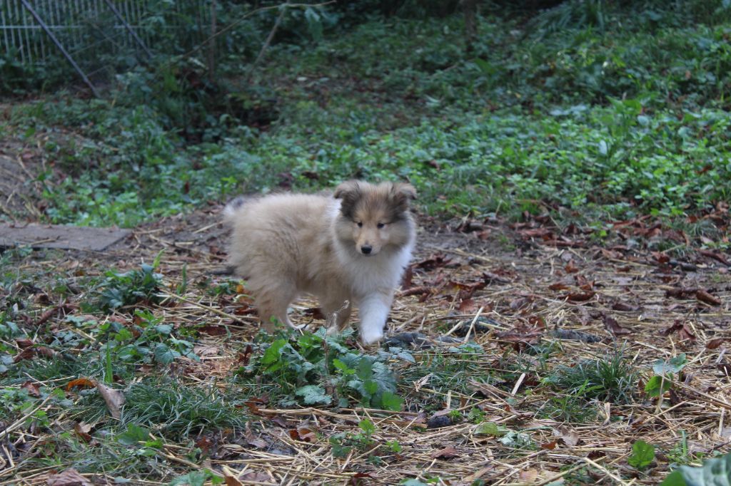 des cigales Lyristes - Chiot disponible  - Colley à poil long