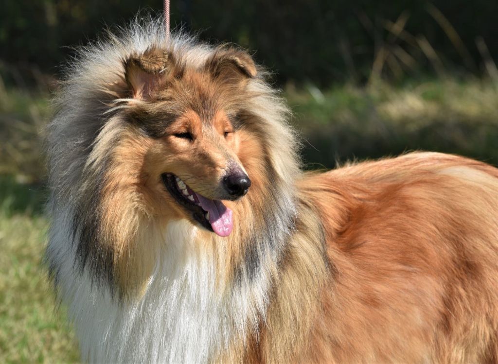 Reine margaret dite nala du domaine des Emeraudes