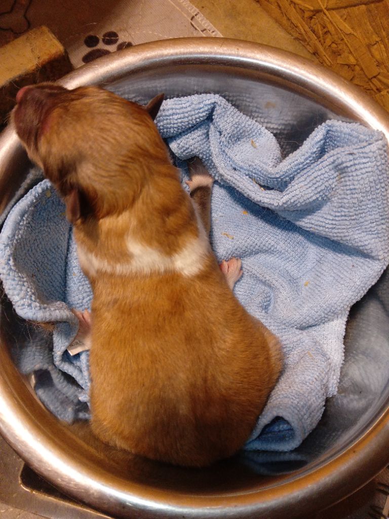 des cigales Lyristes - Chiots disponibles - Colley à poil long