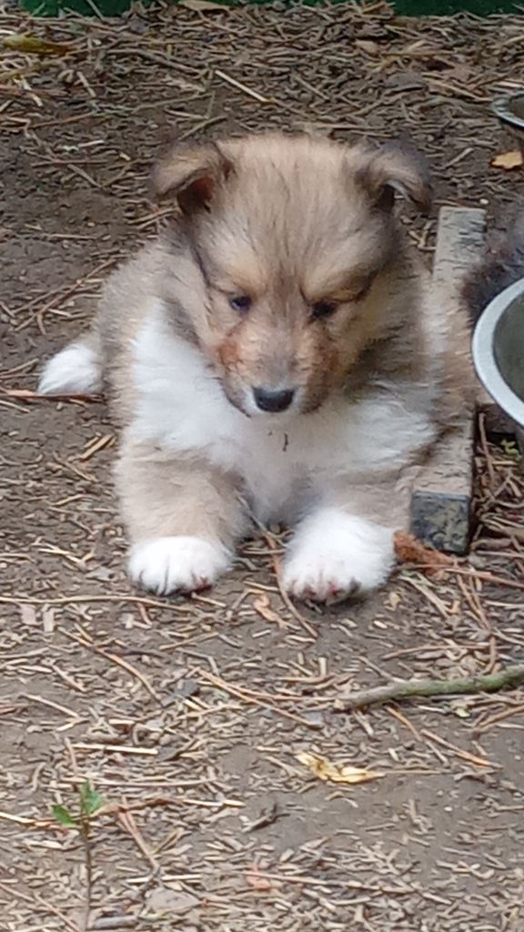 des cigales Lyristes - Chiots disponibles - Colley à poil long