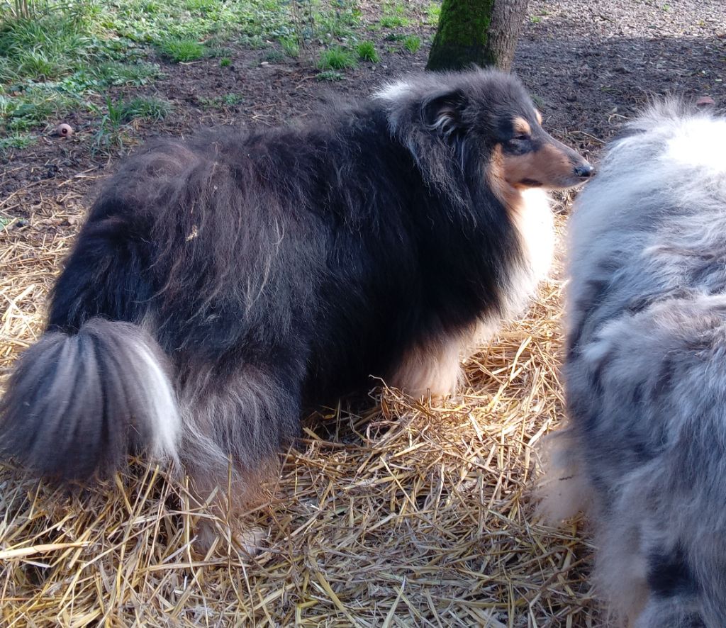 Chiot Colley à poil long des cigales Lyristes