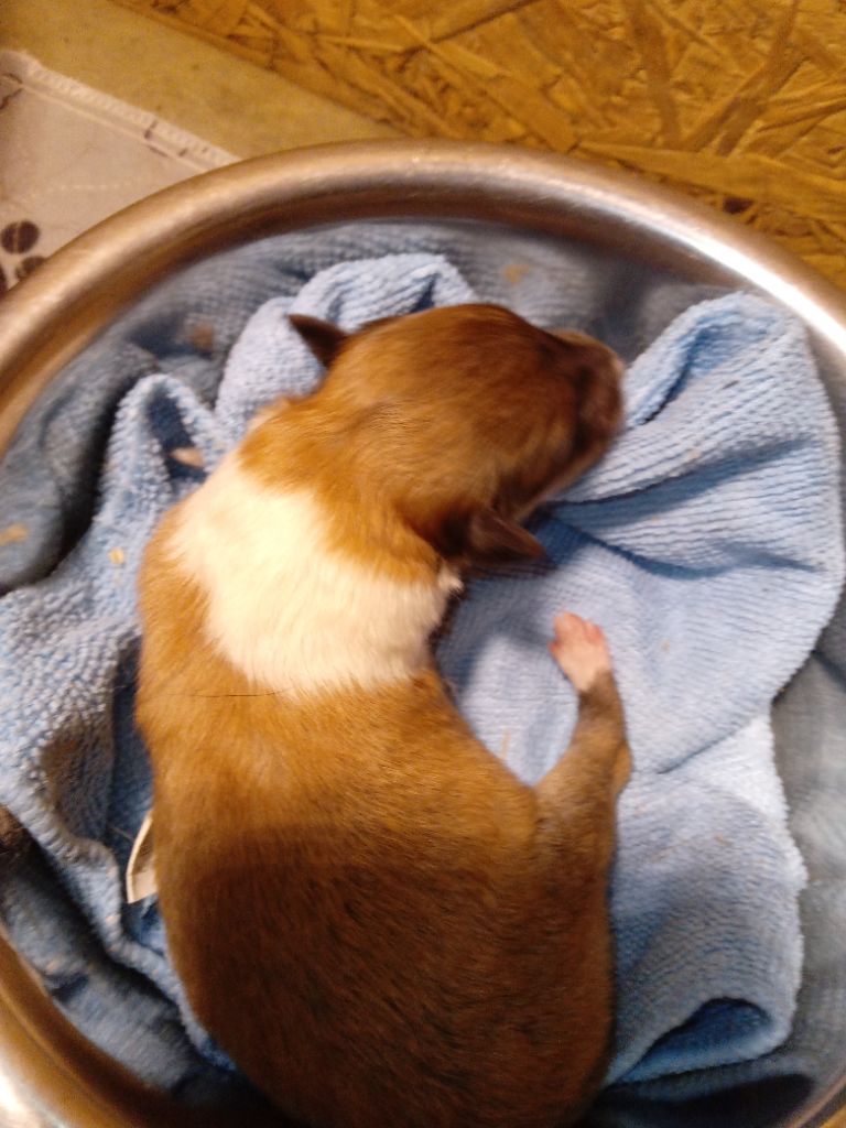 des cigales Lyristes - Chiots disponibles - Colley à poil long