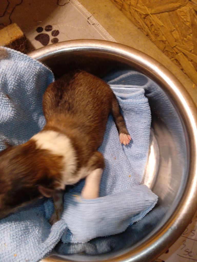 des cigales Lyristes - Chiots disponibles - Colley à poil long